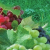TuBiShvat